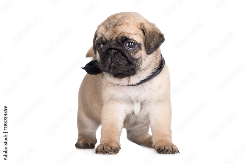 adorable fawn pug puppy standing on white