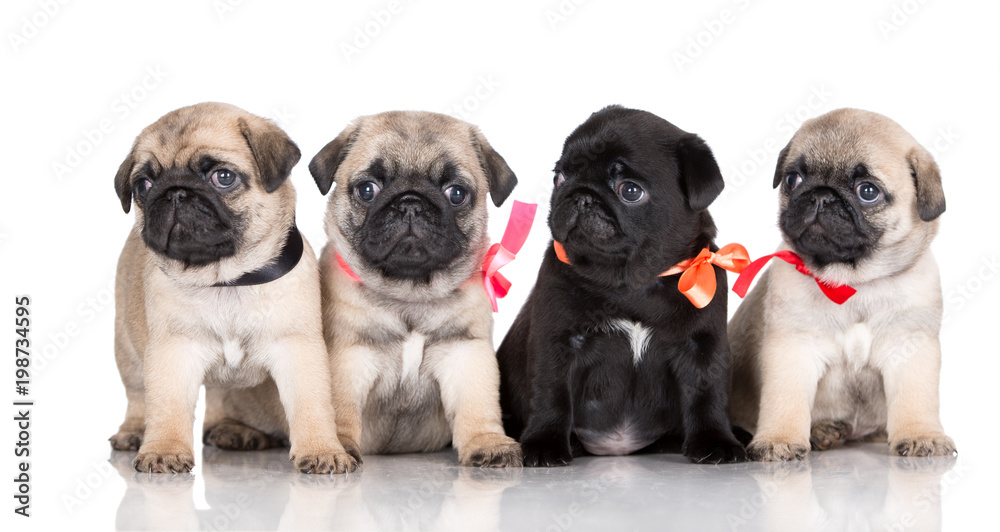 four adorable pug puppies on white