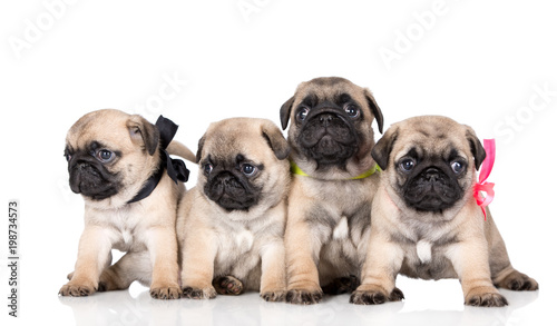 four adorable fawn pug puppies © otsphoto