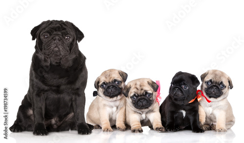 black pug dog with four puppies 