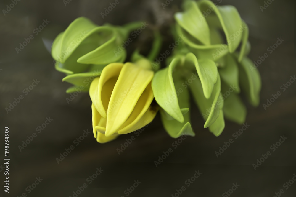 Closeup fragrance yellow flower on dark background. Closeup fragrance yellow flower on dark background.