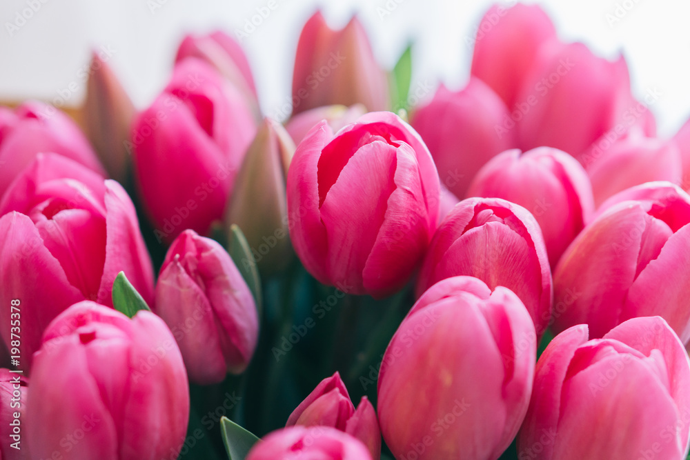 bunch of bright pink tulips on a white background, close-up bunch of bright pink tulips on a white background, close-up