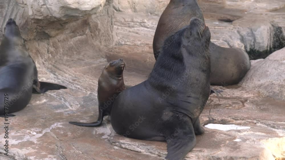 Sea lions on a rock Sea lions on a rock
