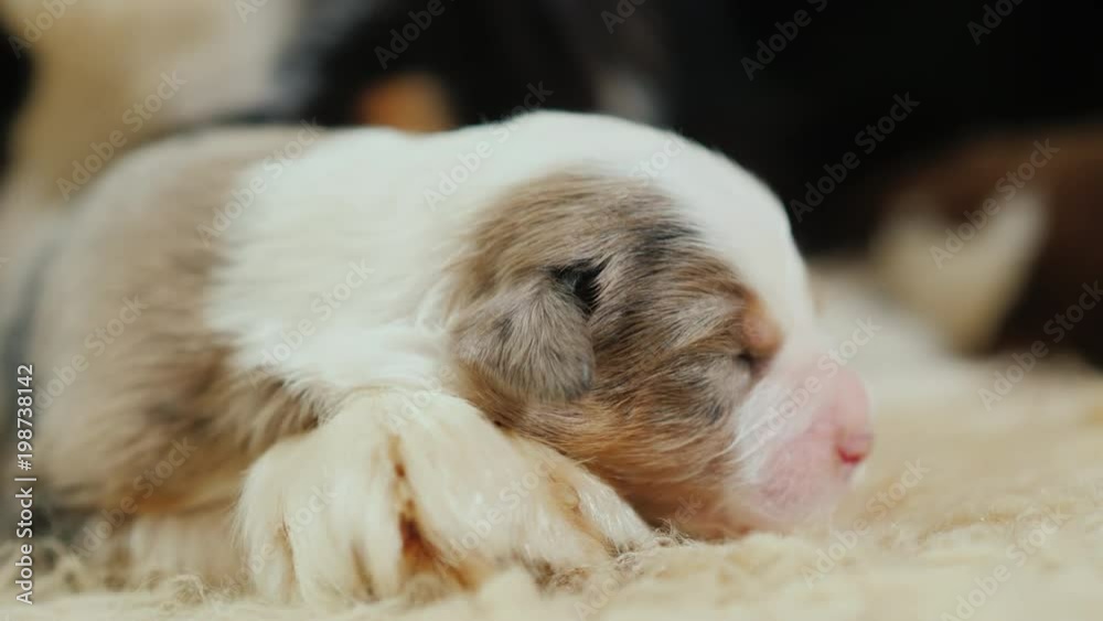 Newborn puppy is sleeping sweetly near his mom's paw Newborn puppy is sleeping sweetly near his mom's paw