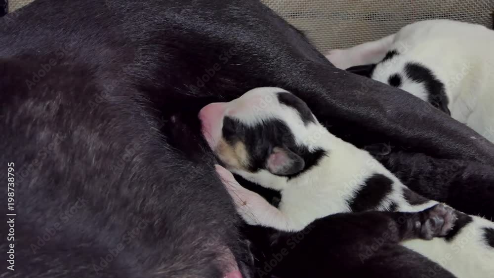 Domestic puppies dog drinking milk from breast mother. Domestic puppies dog drinking milk from breast mother.