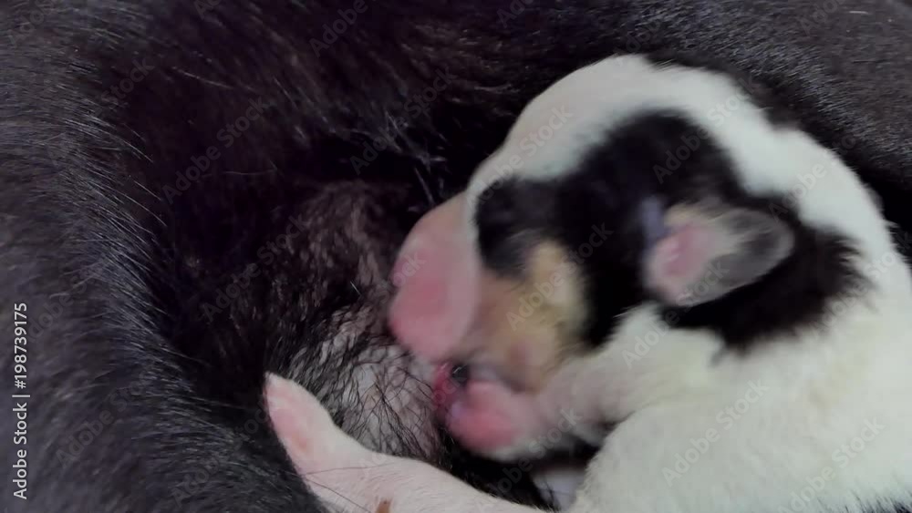Domestic puppies dog drinking milk from breast mother. Domestic puppies dog drinking milk from breast mother.