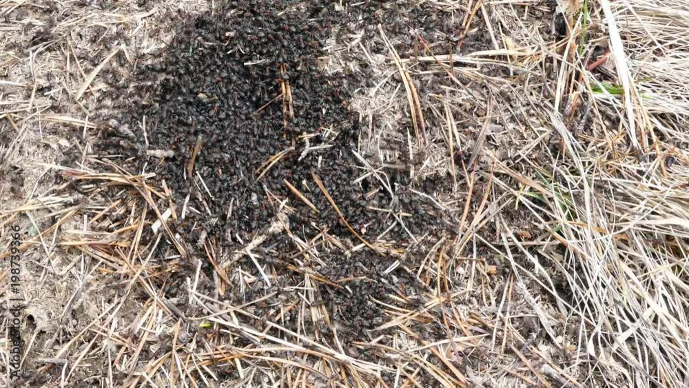 Ant hill with big black ants close up macro shot on natural light. Ant hill with big black ants close up macro shot on natural light.