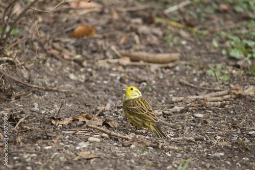a male yellowhammer sitting on the ground searches for food
