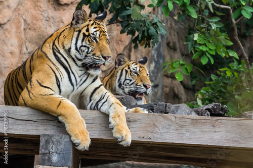 Two tiger resting under the tree