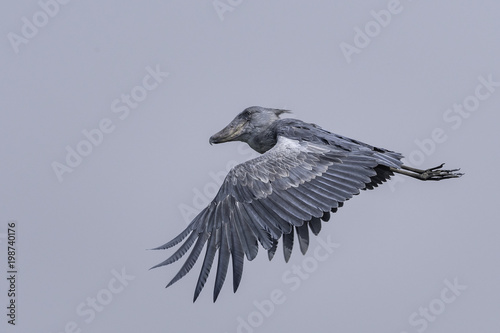 Shoebill ( Schoenbekooievaar )
