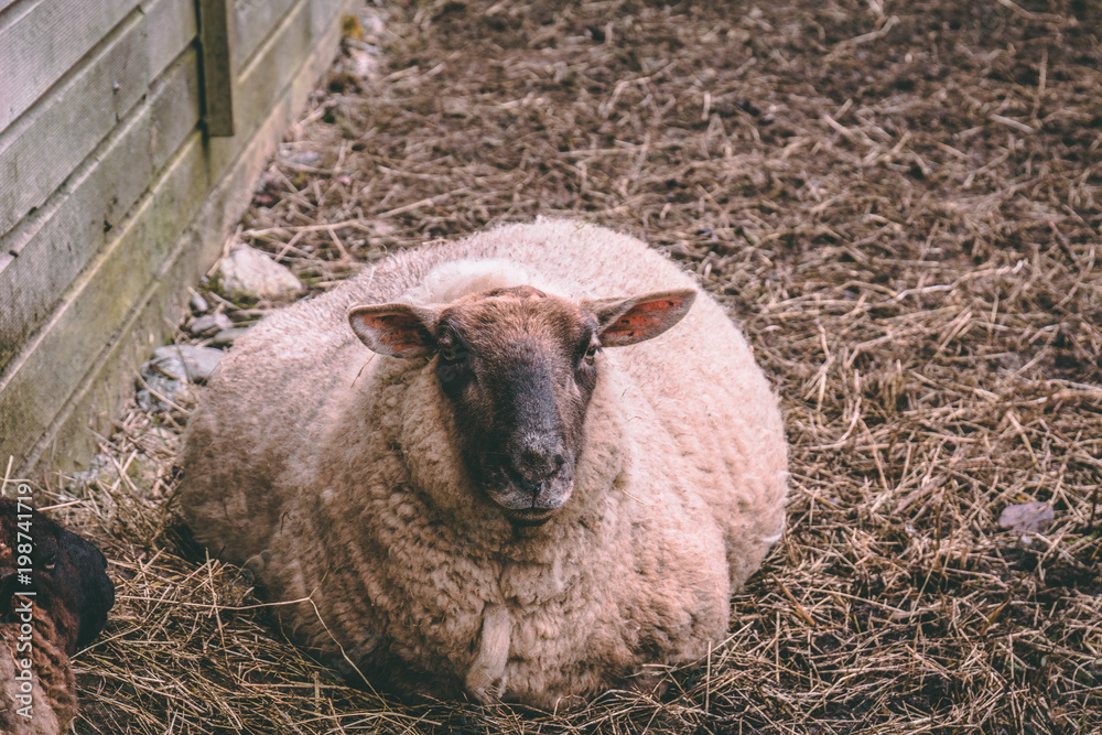 Naklejka premium Pregnant sheep laying on the floor and looking at the camera