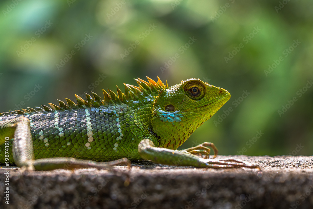 Green Chameleon Green Chameleon