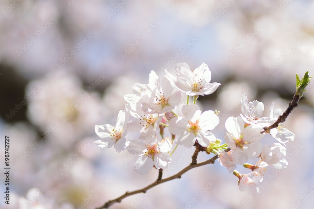 Macro texture of Japanese White Cherry Blossoms in sunshine Macro texture of Japanese White Cherry Blossoms in sunshine