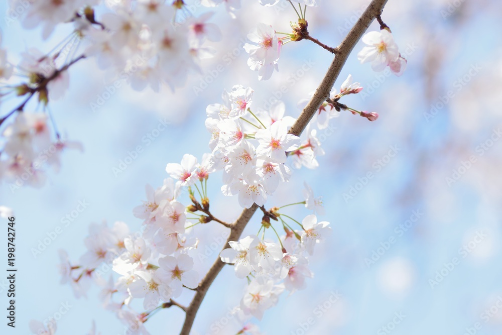 Macro texture of Japanese White Cherry Blossoms in sunshine Macro texture of Japanese White Cherry Blossoms in sunshine
