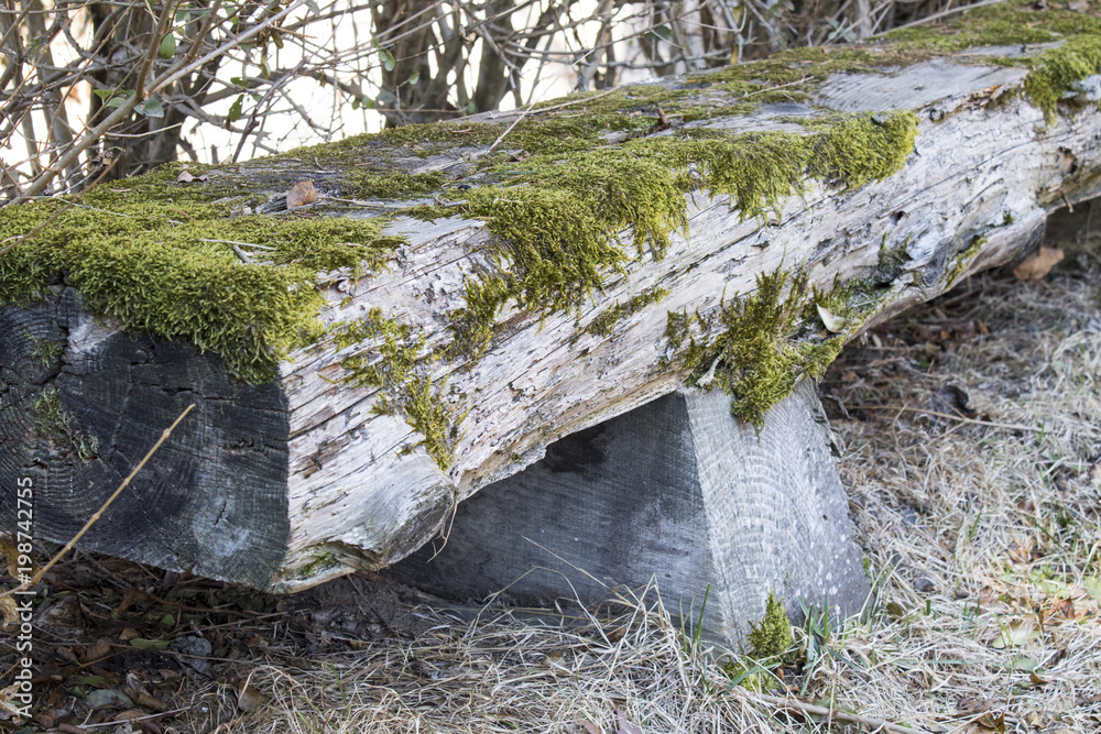 Obraz premium Wooden bench covered with moss in the nature