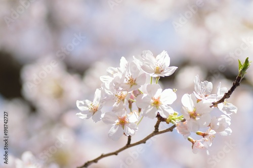 Macro texture of Japanese White Cherry Blossoms in sunshine