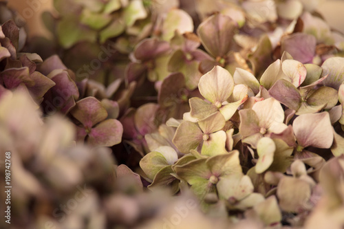Dry Hydrangea Leaves