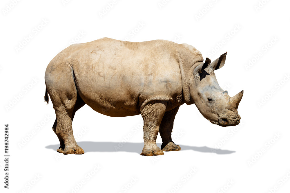 Naklejka premium Southern White Rhino Isolated on White