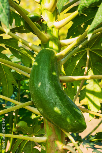 Papayabaum mit Frucht