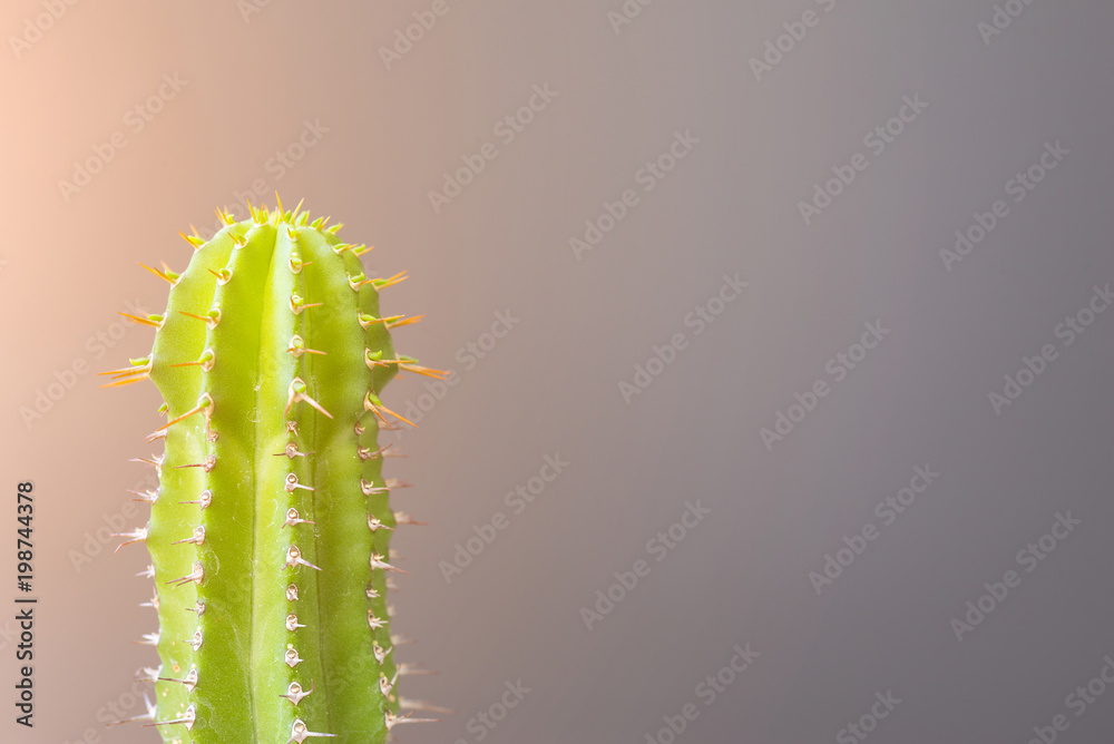 Fototapeta premium Stems and thorns of a cactus with a shaded gray background.