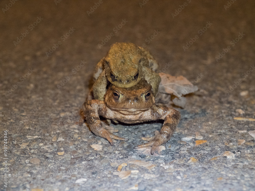 Amplexus de crapauds communs sur le bithume. Bufonidae, Bufo bufo Amplexus de crapauds communs sur le bithume. Bufonidae, Bufo bufo