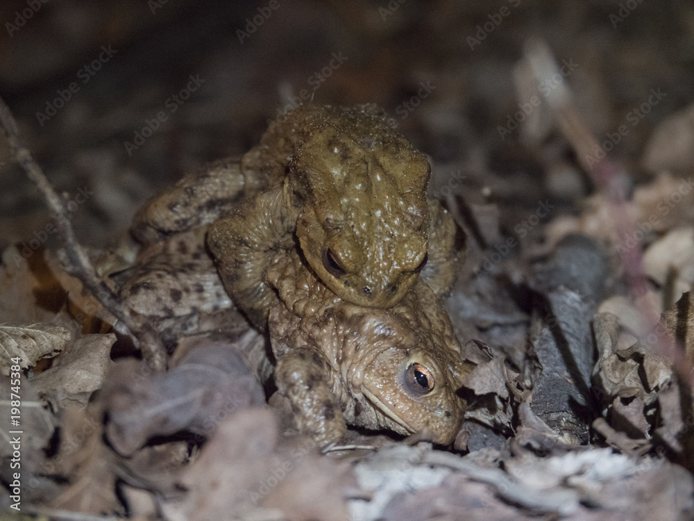 Obraz premium Amplexus de crapauds communs. Bufonidae, Bufo bufo