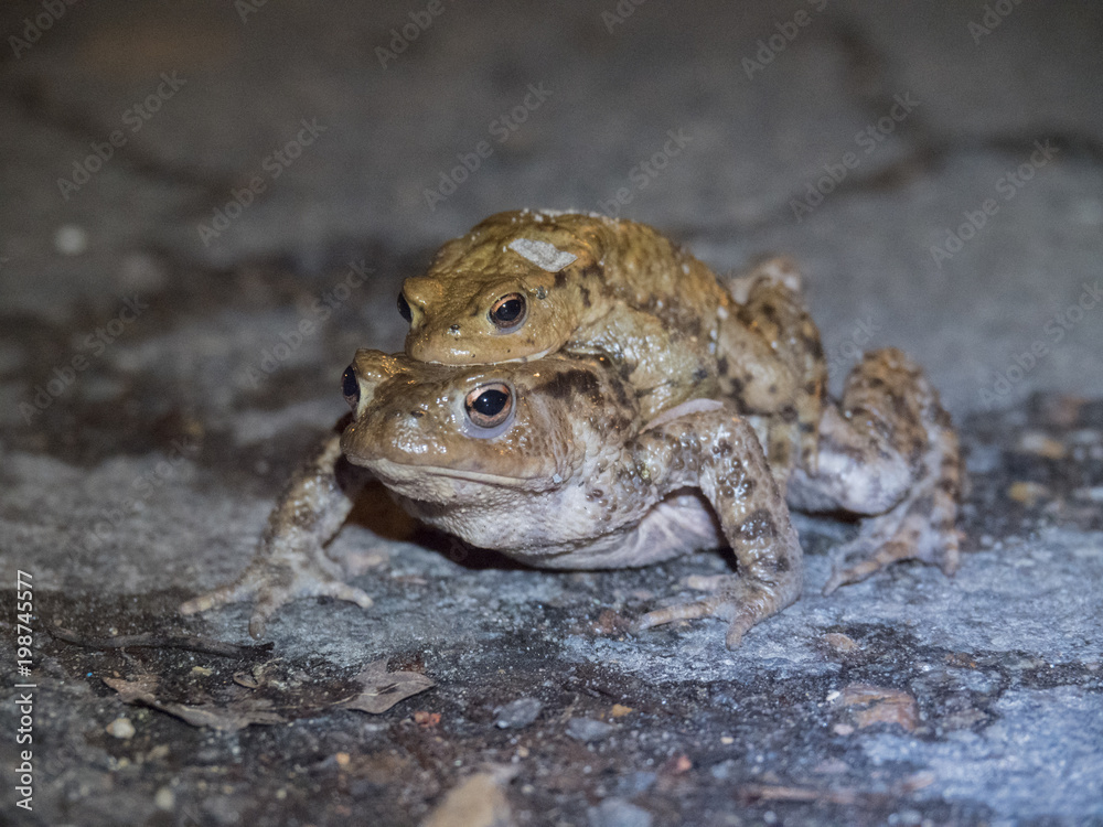 Obraz premium Amplexus de crapauds communs. Bufonidae, Bufo bufo