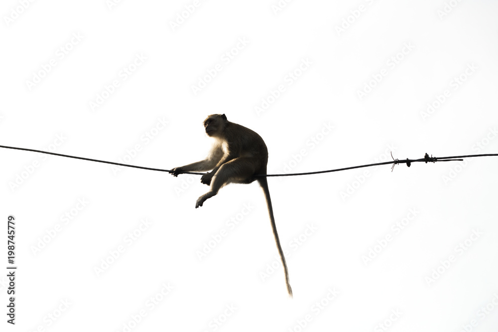 Monkey sitting on the wires safe and comfortable Monkey sitting on the wires safe and comfortable