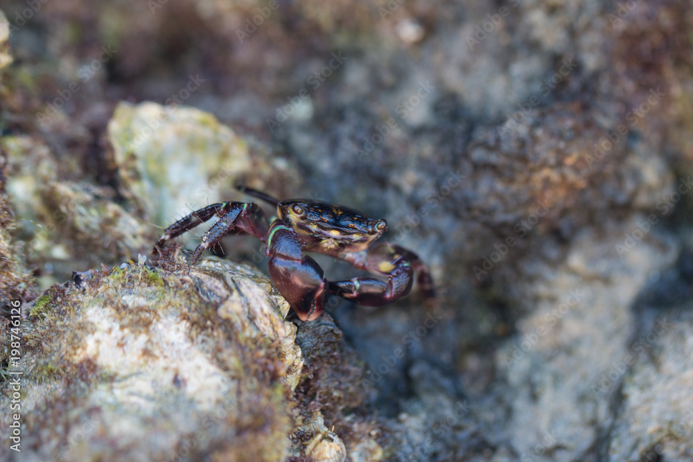 Nahaufnahme Krebs und Gesicht am Strand im Wasser zwischen Steinen Nahaufnahme Krebs und Gesicht am Strand im Wasser zwischen Steinen
