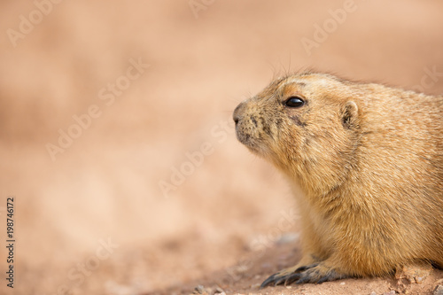 Gopher Closeup With Copy Space