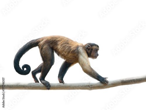 Black-capped capuchin isolated