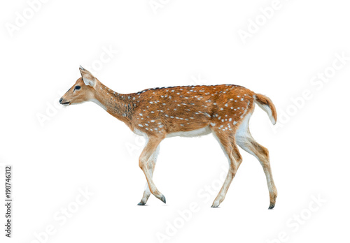 Spotted deer female isolated photo