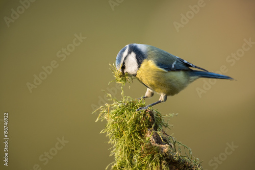 Eurasian blue tit, Cyanistes caeruleus © Wolfgang Kruck