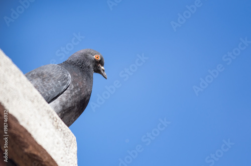 Pigeon perched on a window sill