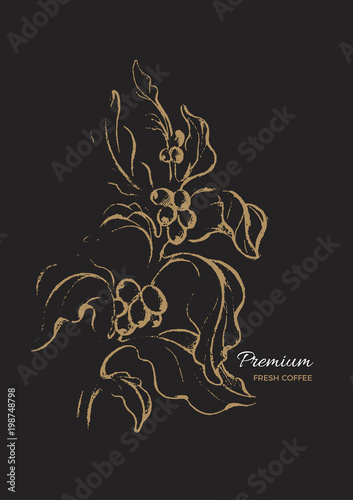 Template of branch of coffee tree. Vector illustration