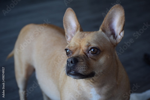 Portrait Chihuahua bouledogue fran  ais