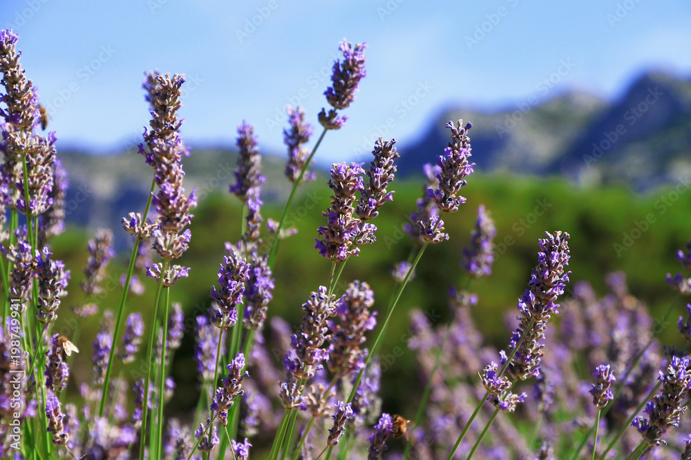 Fototapeta premium Lavender flower in a field , Croatia