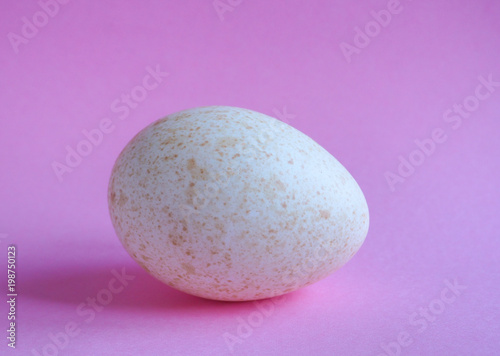 One big dietary Turkey egg 