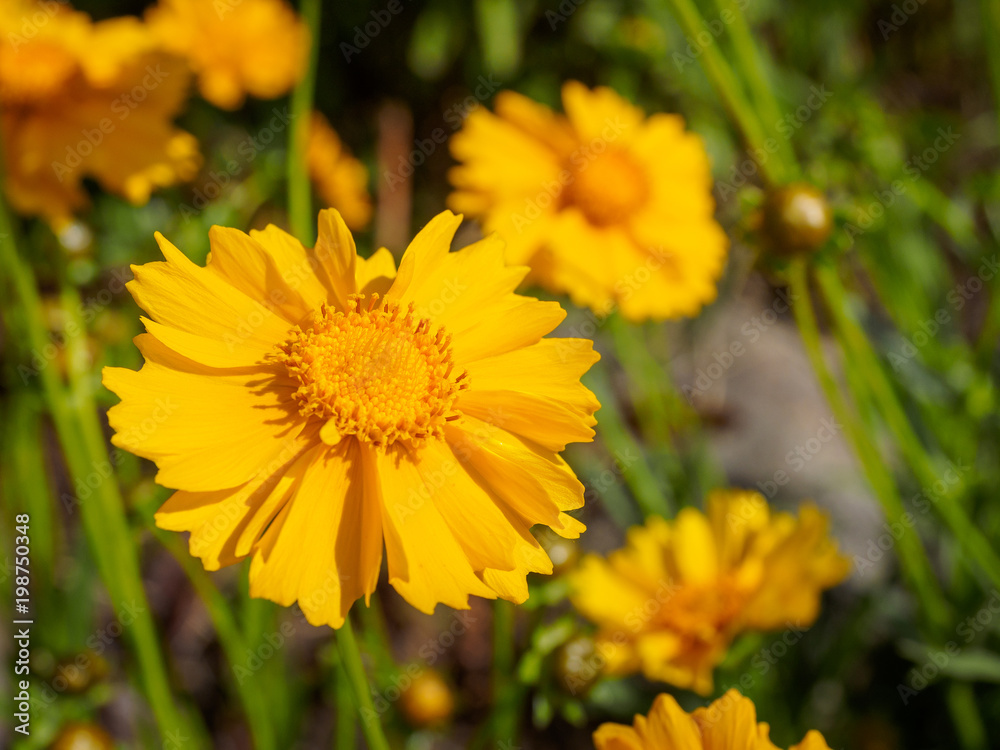 Yellow wild flowers Yellow wild flowers