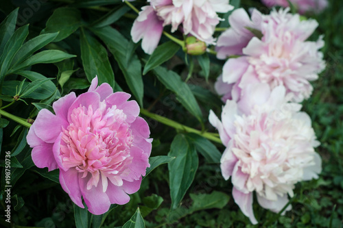 Peony