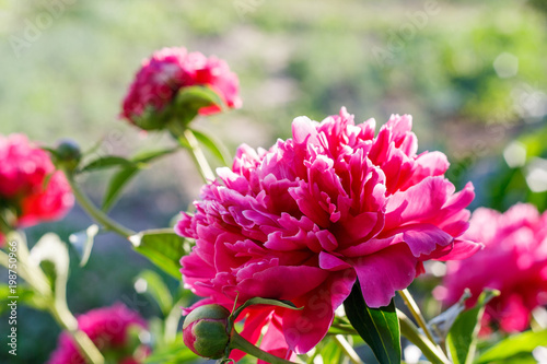 Peony