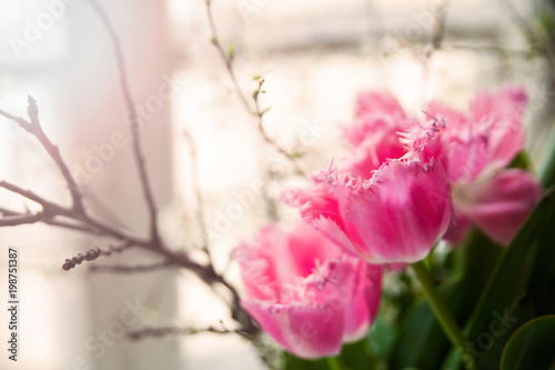 Beautiful pink tulips on window backround with sunbeam, close up © paninastock