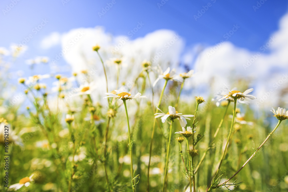 Camomile flowers on green summer meadow in bright sunny day. Meadow flowers background. Summer nature of green meadow and blue sky with white clouds. Camomile flowers on green summer meadow in bright sunny day. Meadow flowers background. Summer nature of green meadow and blue sky with white clouds.