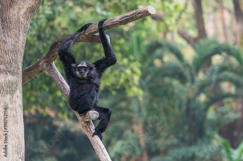 A male Pileated Gibbon has a purely black fur caused by sexual dimorphism in fur coloration.