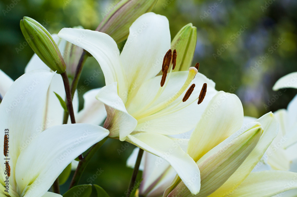 Obraz premium beautiful white lilies with flowers and buds blooming in summer park or garden