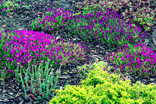 meadow flowers bloom