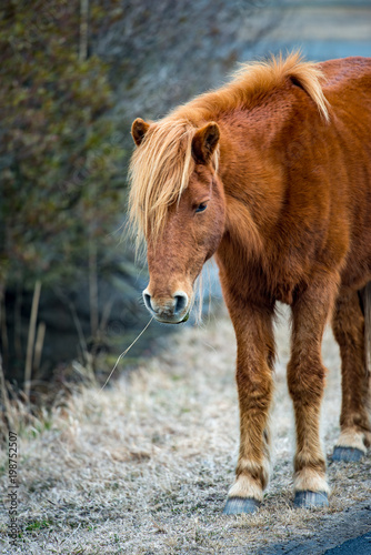 An Assateague wild horse in Maryland photo