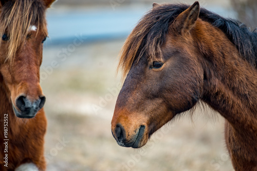 An Assateague wild horse in Maryland photo