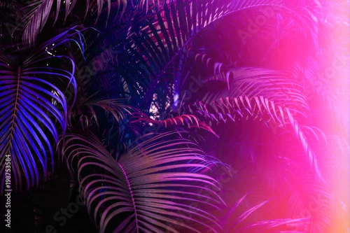 Obraz Ciemnofioletowy wzór liści palmowych z jasnym różowym efektem gradientu, wyciek słońca. Kreatywny układ tonalny, poziomy
