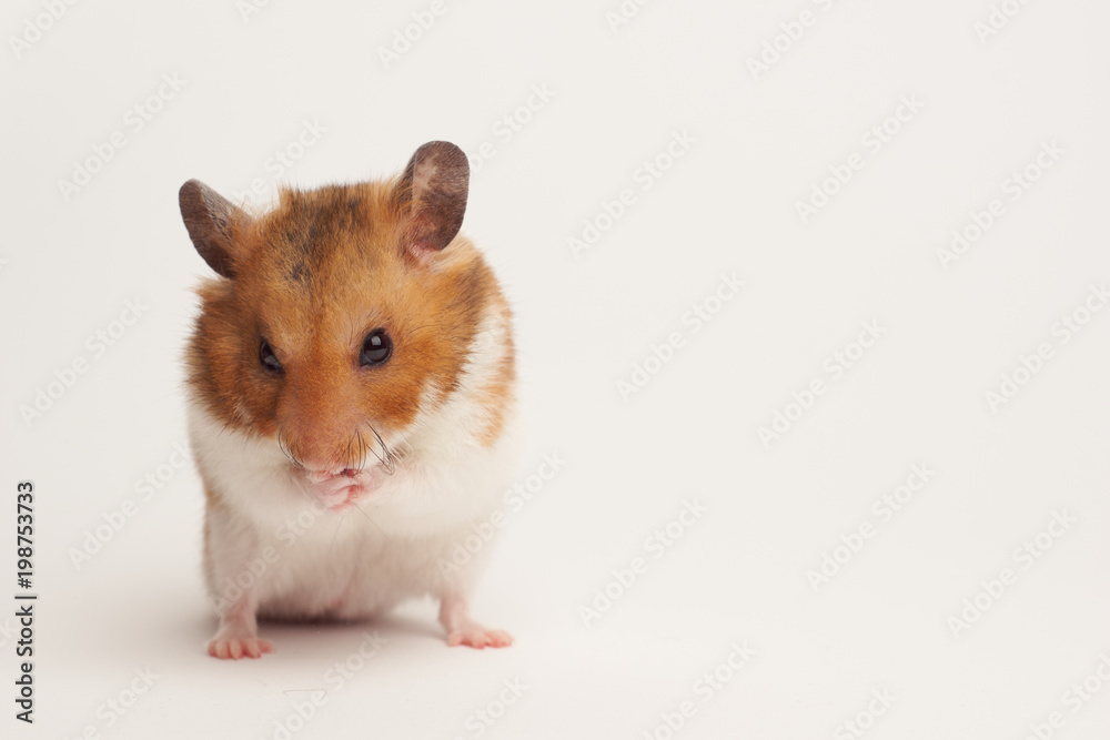 Syrian hamster on a white background
